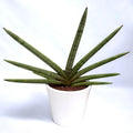 Sansevieria cylindrica ‘Tiara Platinum’ - sansevieria cilindrica argintie