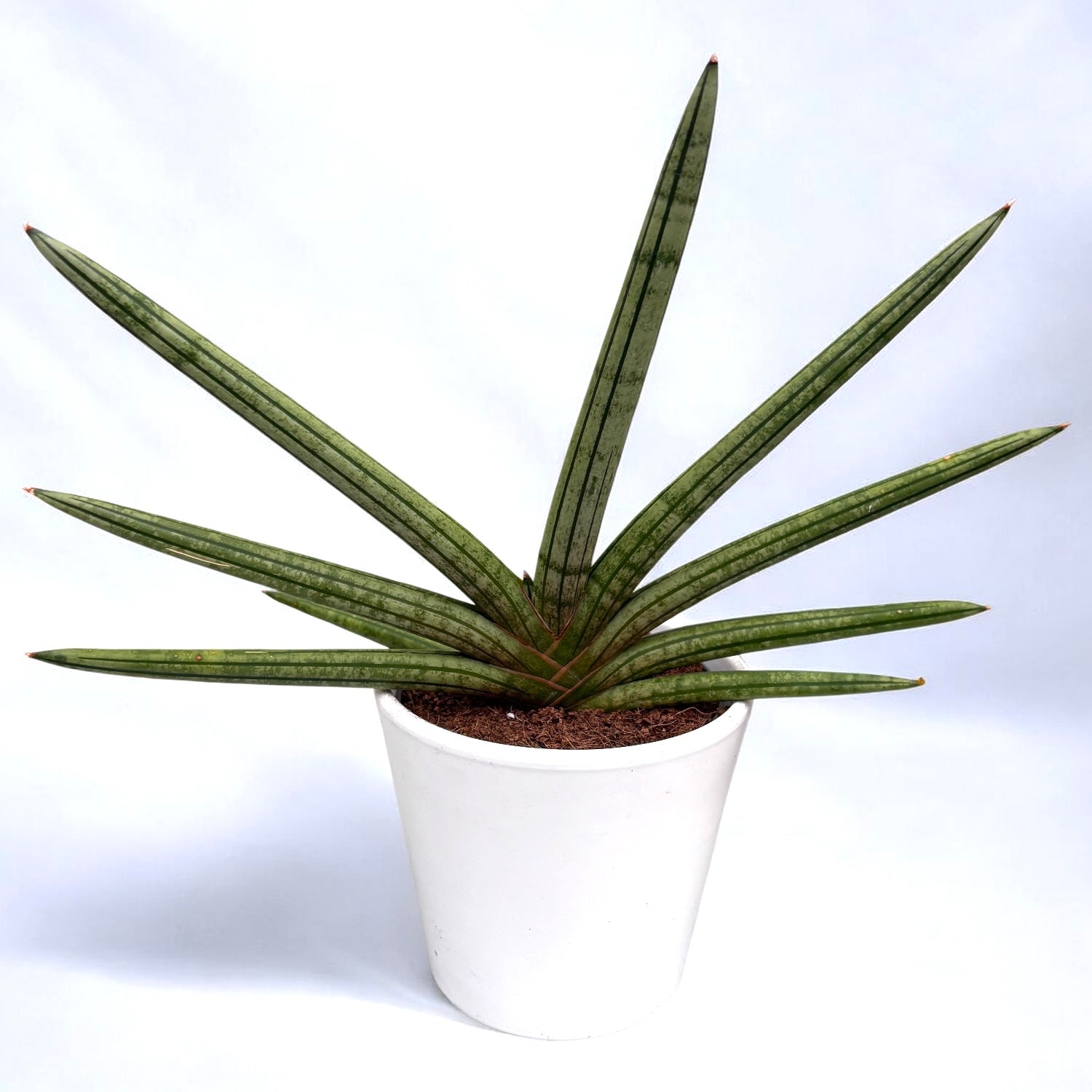 Sansevieria cylindrica ‘Tiara Platinum’ - sansevieria cilindrica argintie
