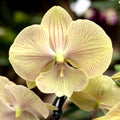 Phalaenopsis 'JC Stars Shining’ big lip