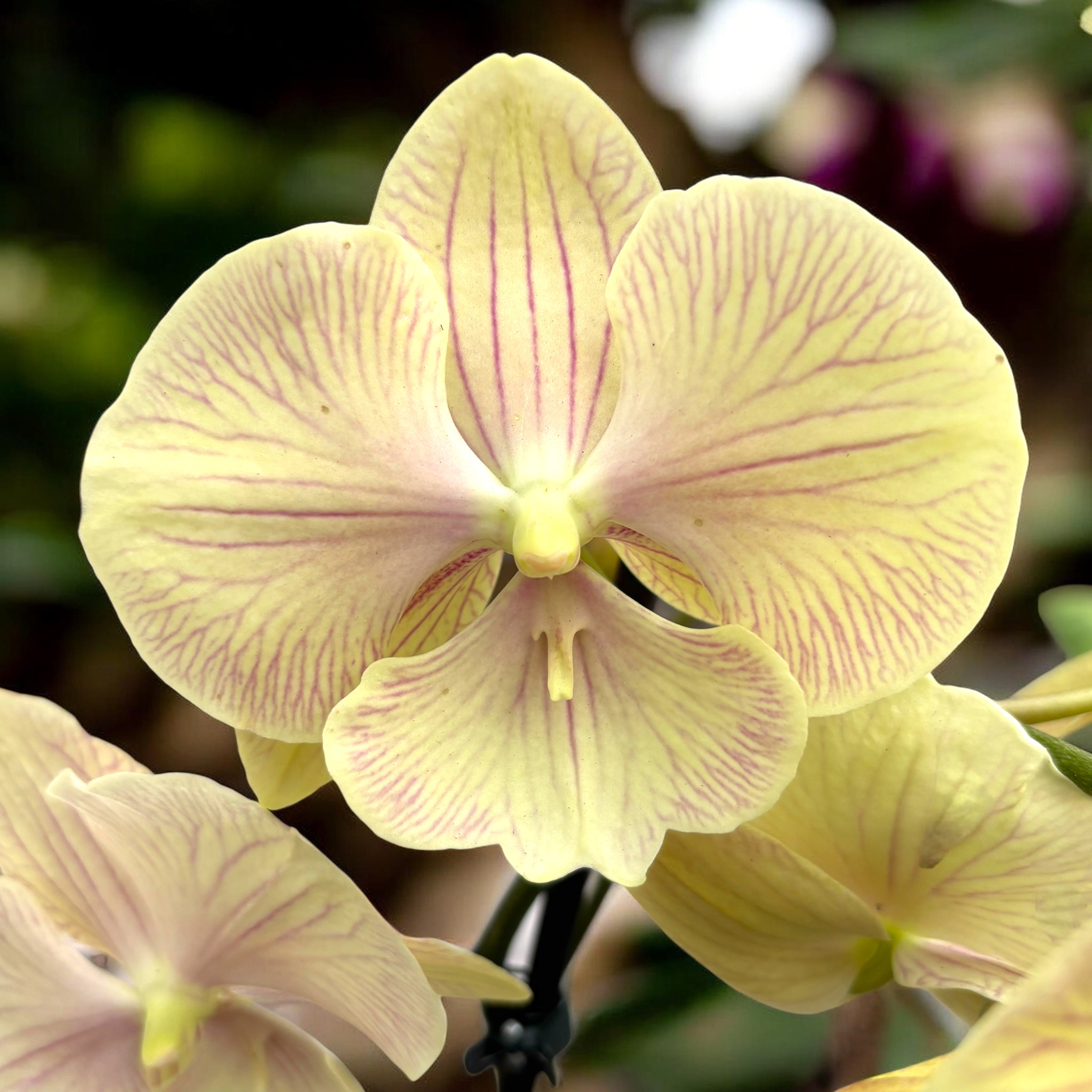 Phalaenopsis 'JC Stars Shining’ big lip