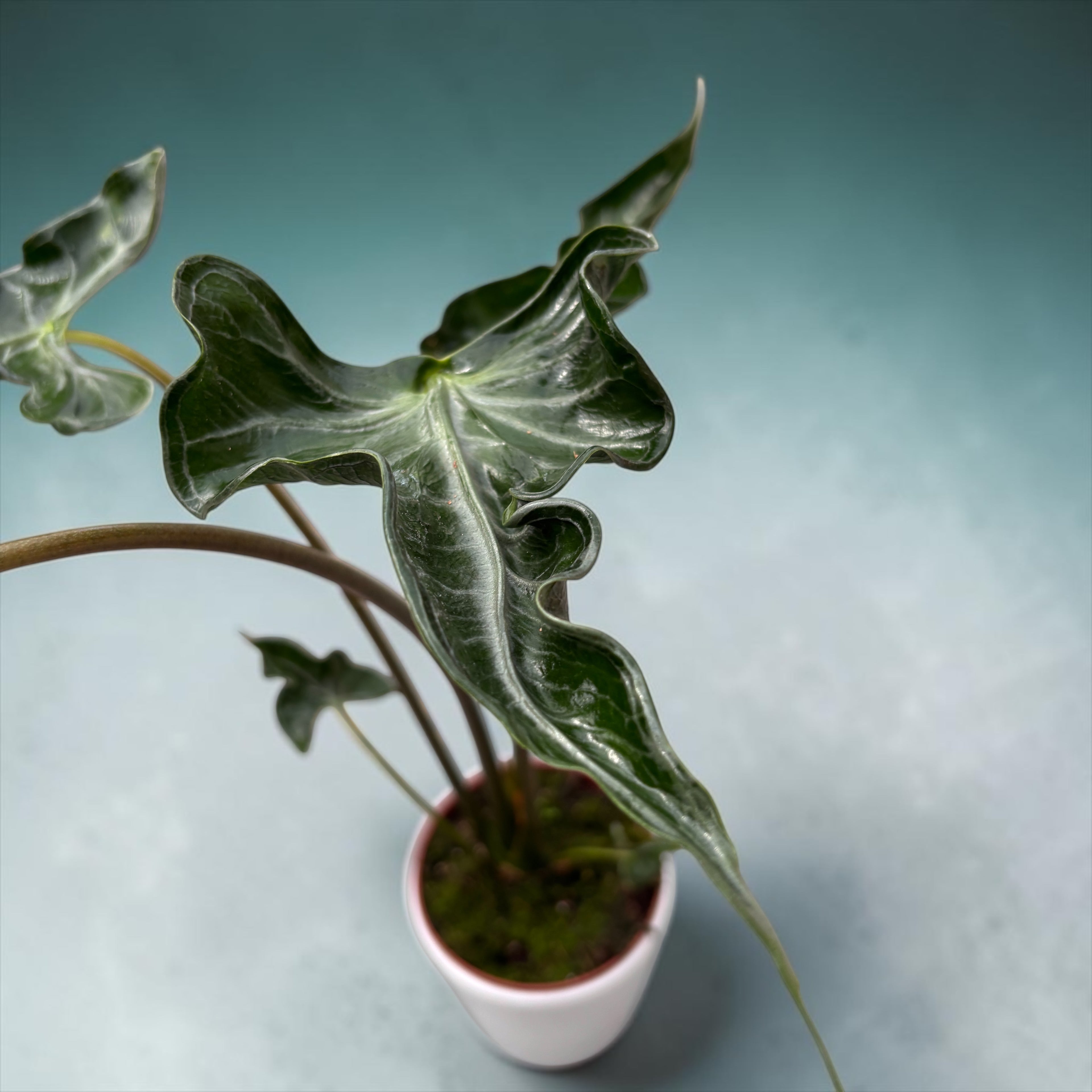 Alocasia ‘Teletubbies’
