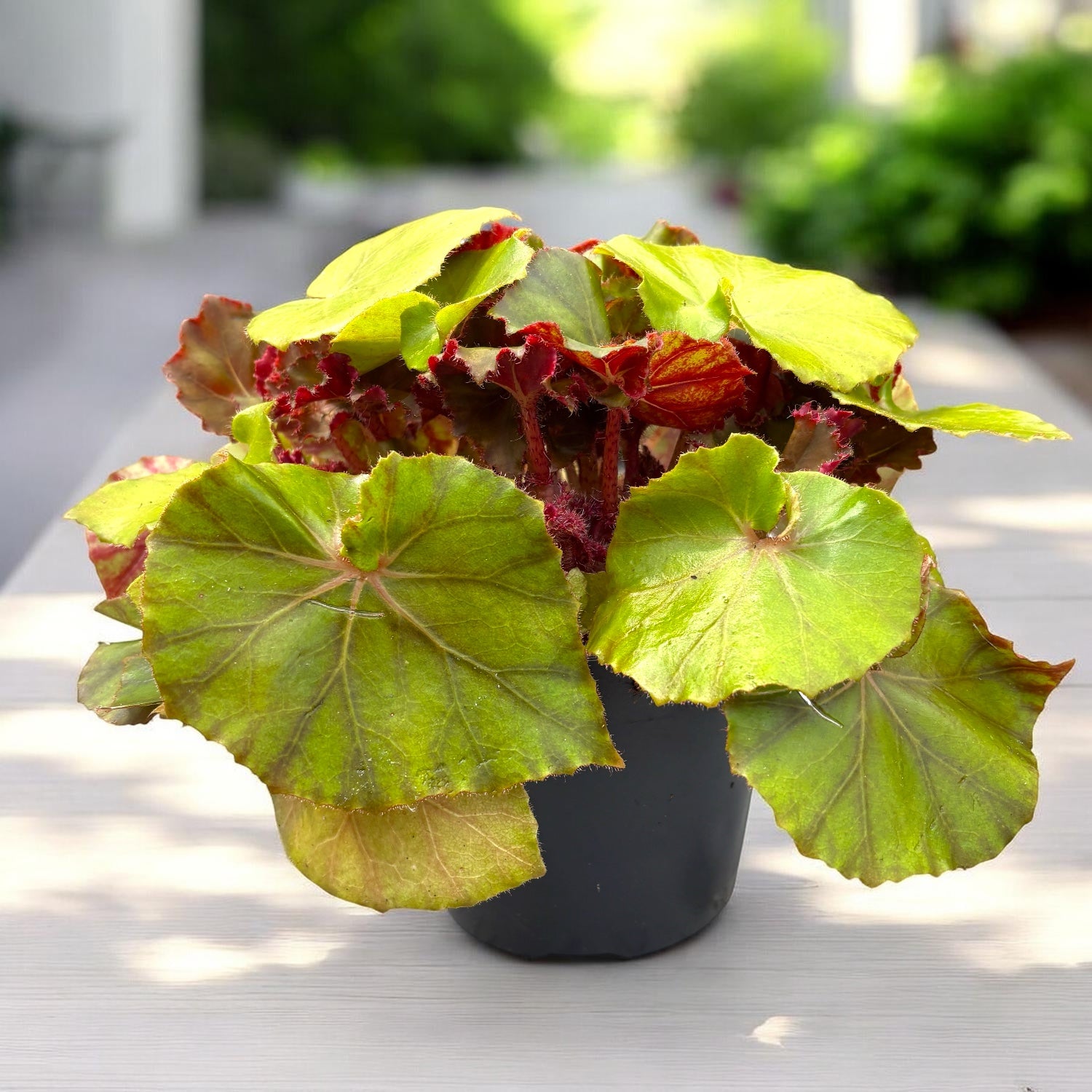 Begonia 'Jungle Wonders Brown'