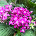 Pentas lanceolata ‘Graffiti Violet’ - Steaua Egiptului, inflorire abundenta
