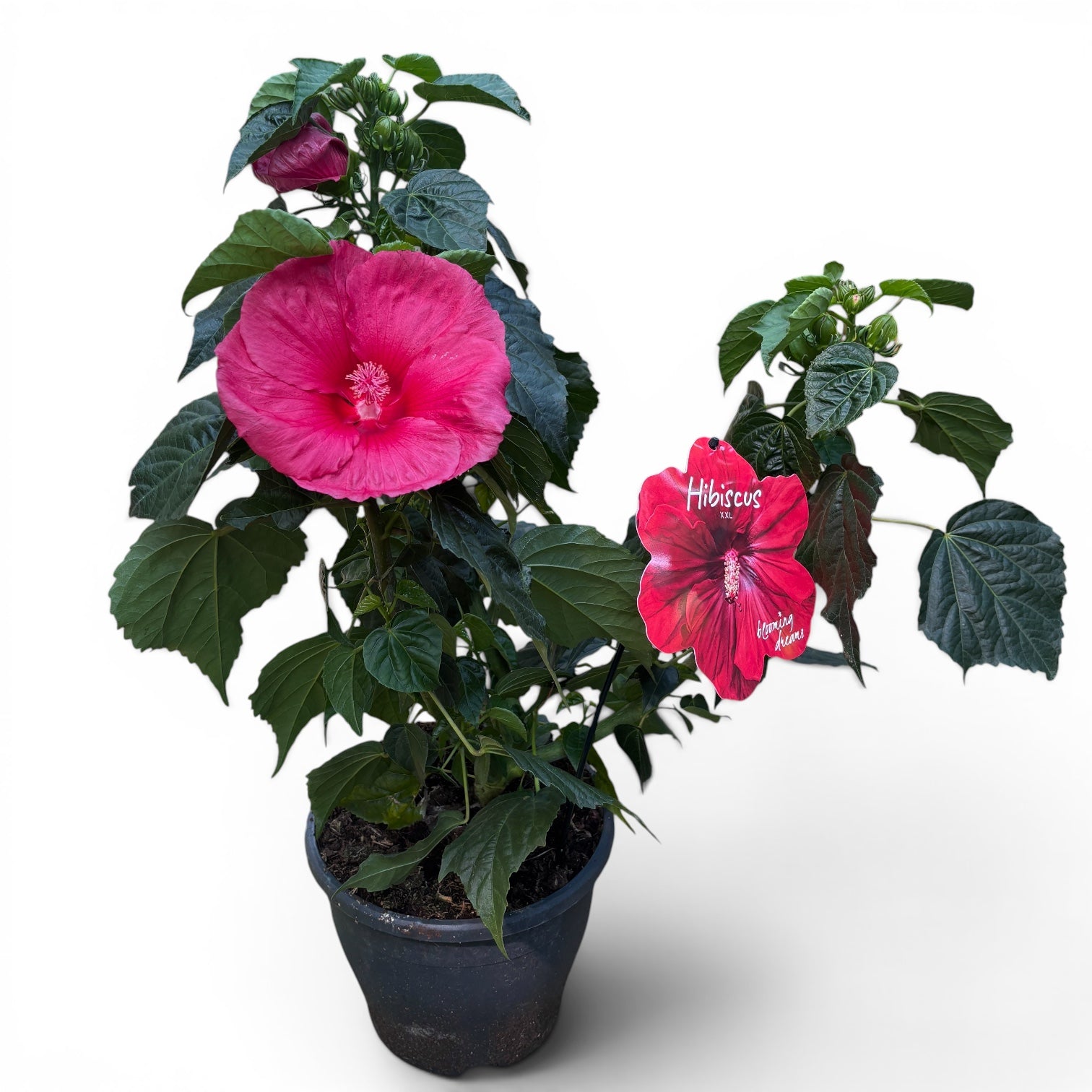 Hibiscus moscheutos ‘Oak Red’ – hibiscus peren cu flori uriase