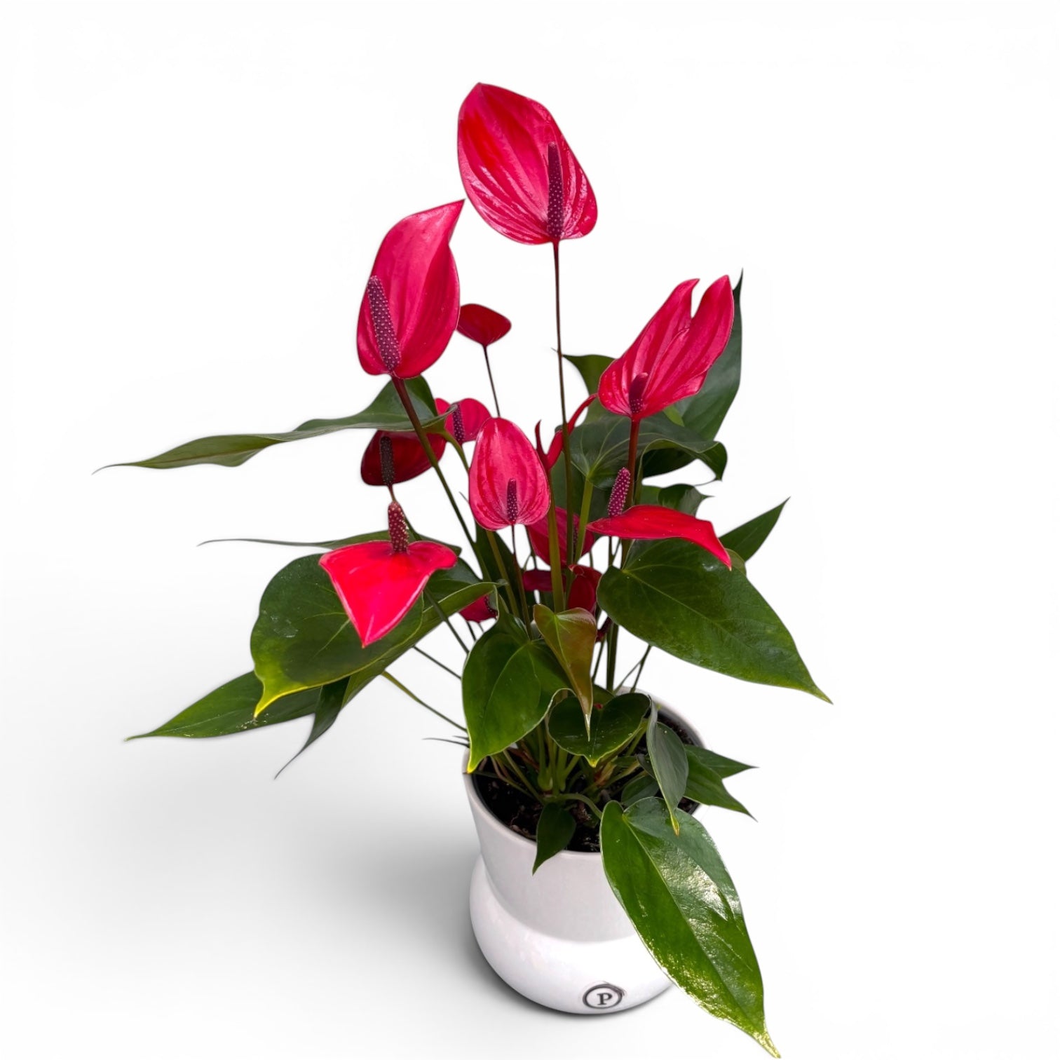 Anthurium Banderola Lava