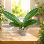 Phalaenopsis Miki Crown '3675'