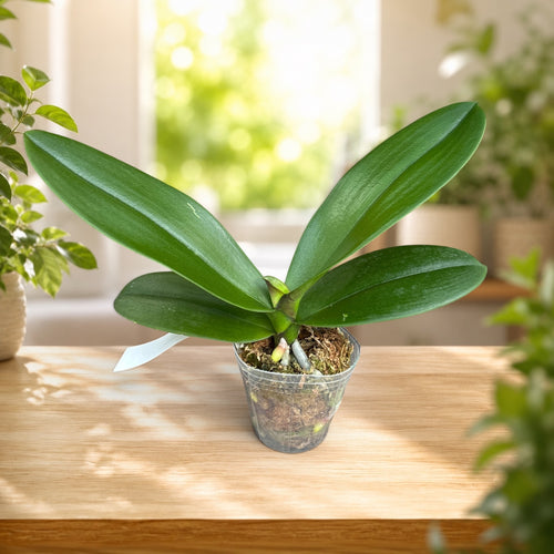 Phalaenopsis Miki Crown '3675'