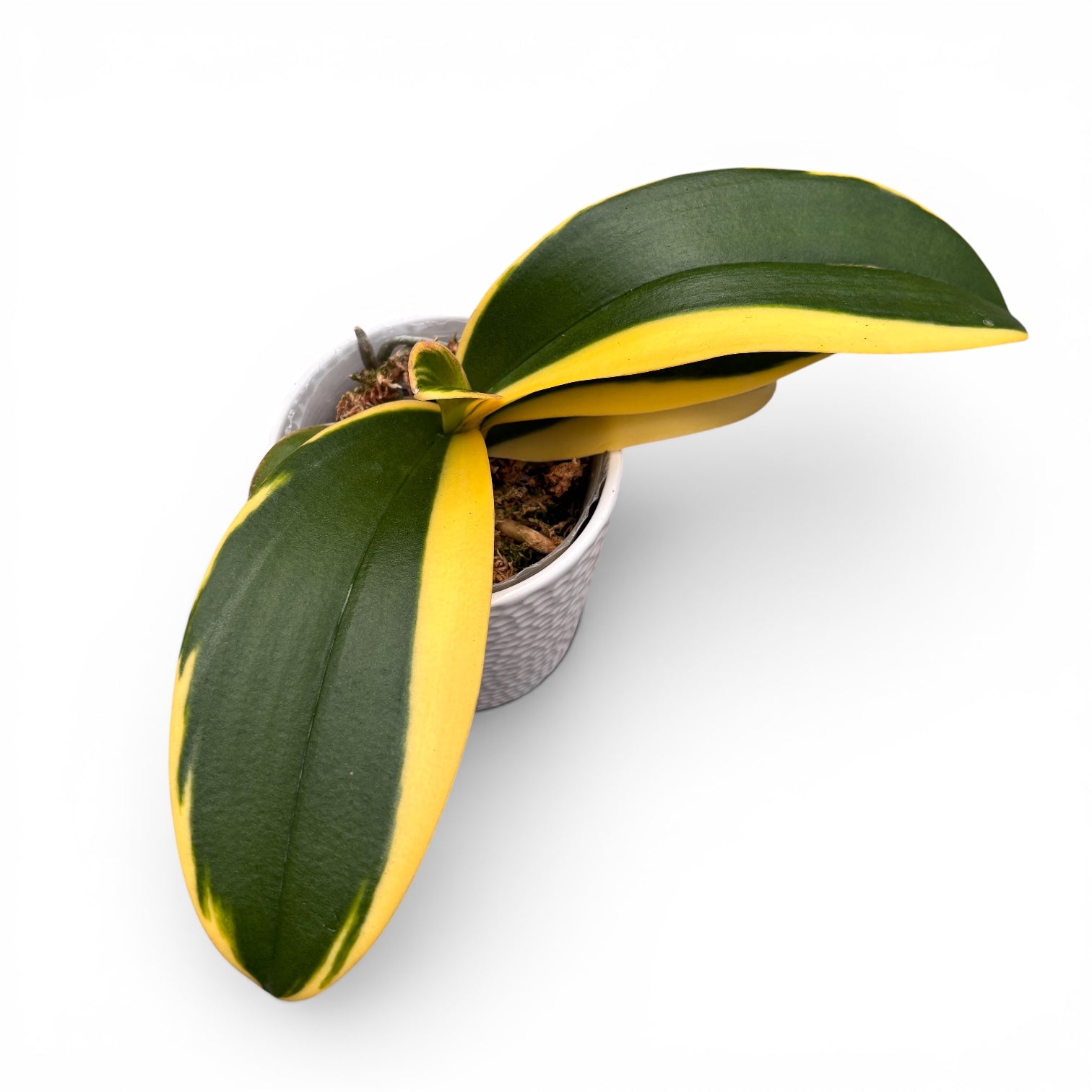 Phalaenopsis Sun Jye Diamond (variegata)