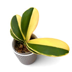 Phalaenopsis Sun Jye Diamond (variegata half-moon)