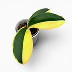 Phalaenopsis Sun Jye Diamond (variegata half-moon)