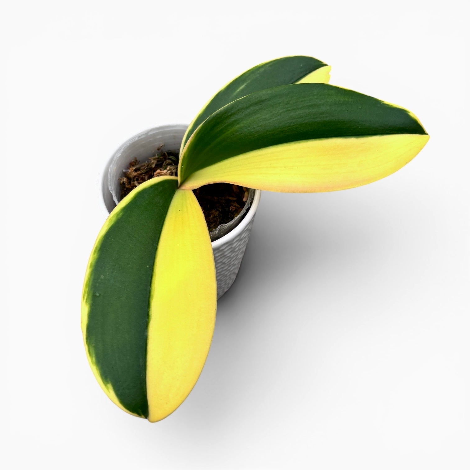 Phalaenopsis Sun Jye Diamond (variegata half-moon)