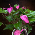 Anthurium ‘Baby Purple’ - eleganta compacta in nuante de violet intens