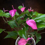 Anthurium ‘Baby Purple’ - eleganta compacta in nuante de violet intens