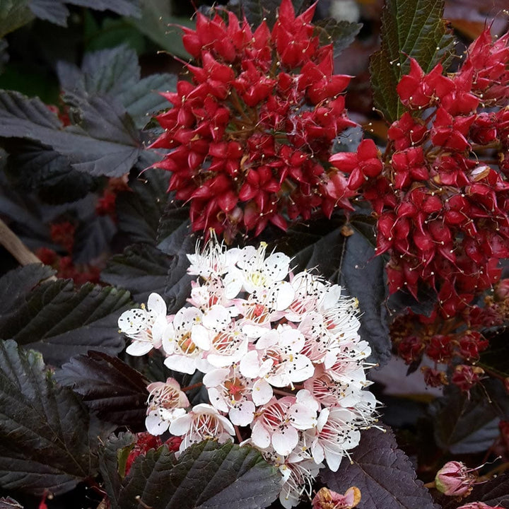 Physocarpus opulifolius 'Red Baron' (Ninebark)