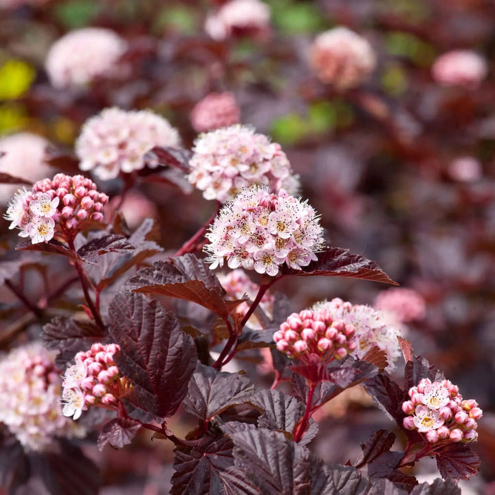 Physocarpus opulifolius 'Red Baron' (Ninebark)