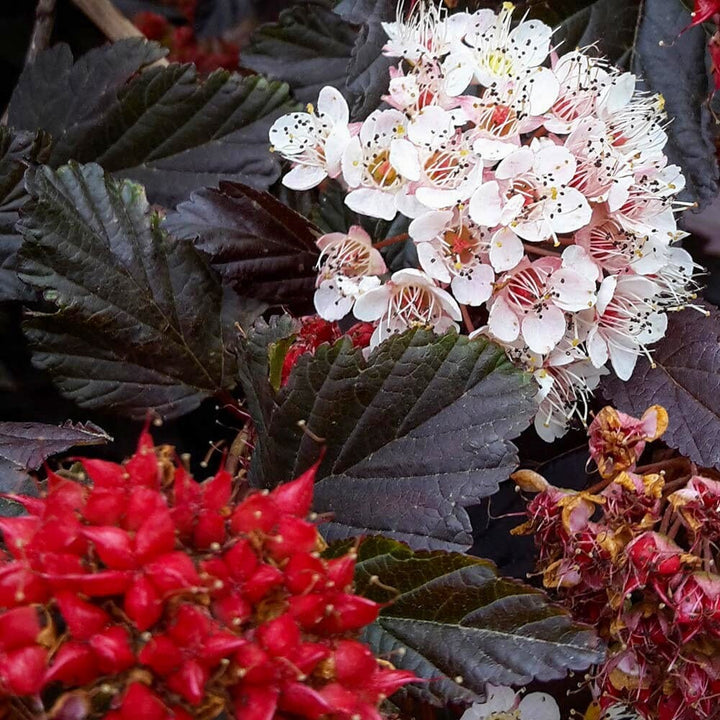 Physocarpus opulifolius 'Red Baron' (Ninebark)