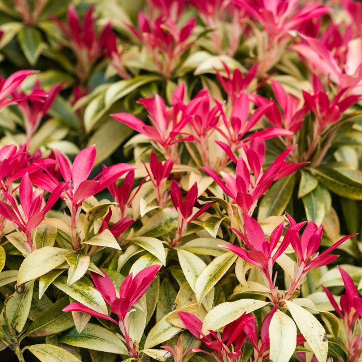 Pieris 'Forest Flame'