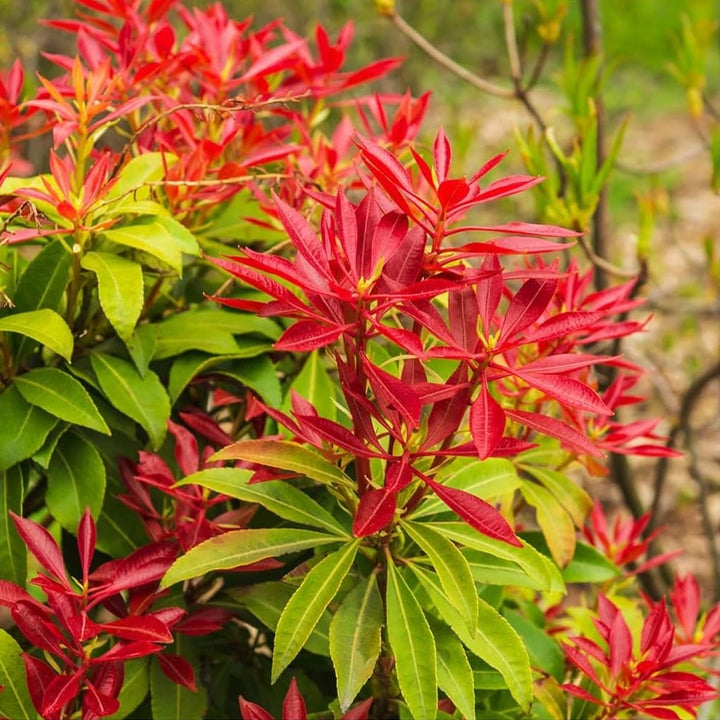 Pieris 'Forest Flame'