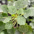 Pilea peperomioides 'Sugar'