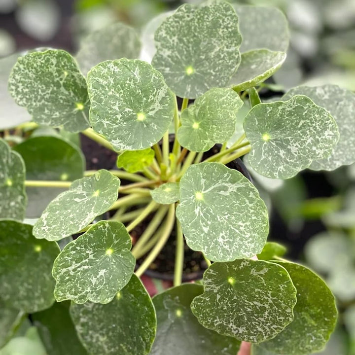 Pilea peperomioides 'Sugar'