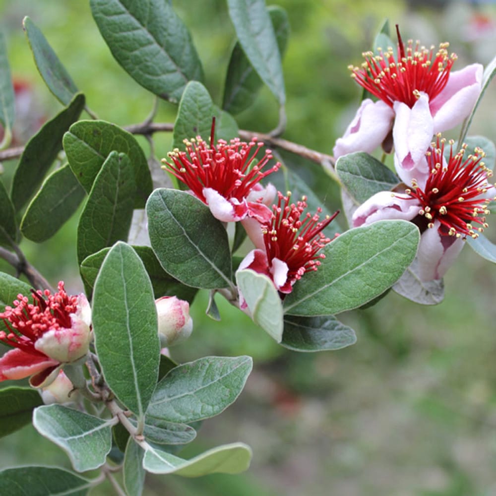 Acca sellowiana (Feijoa sellowiana, Ananas Guava) – Secret Garden