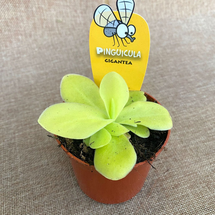 Pinguicula gigantea