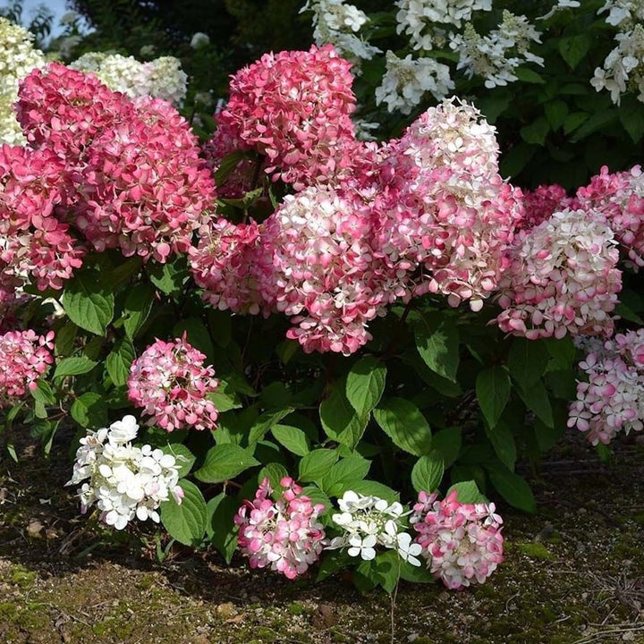 Hydrangea paniculata 'Pink Diamond'