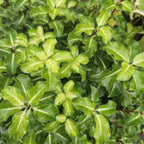 Pittosporum tenuifolium „Gold Star“ – immergrüner Strauch mit goldfarben panaschiertem Laub