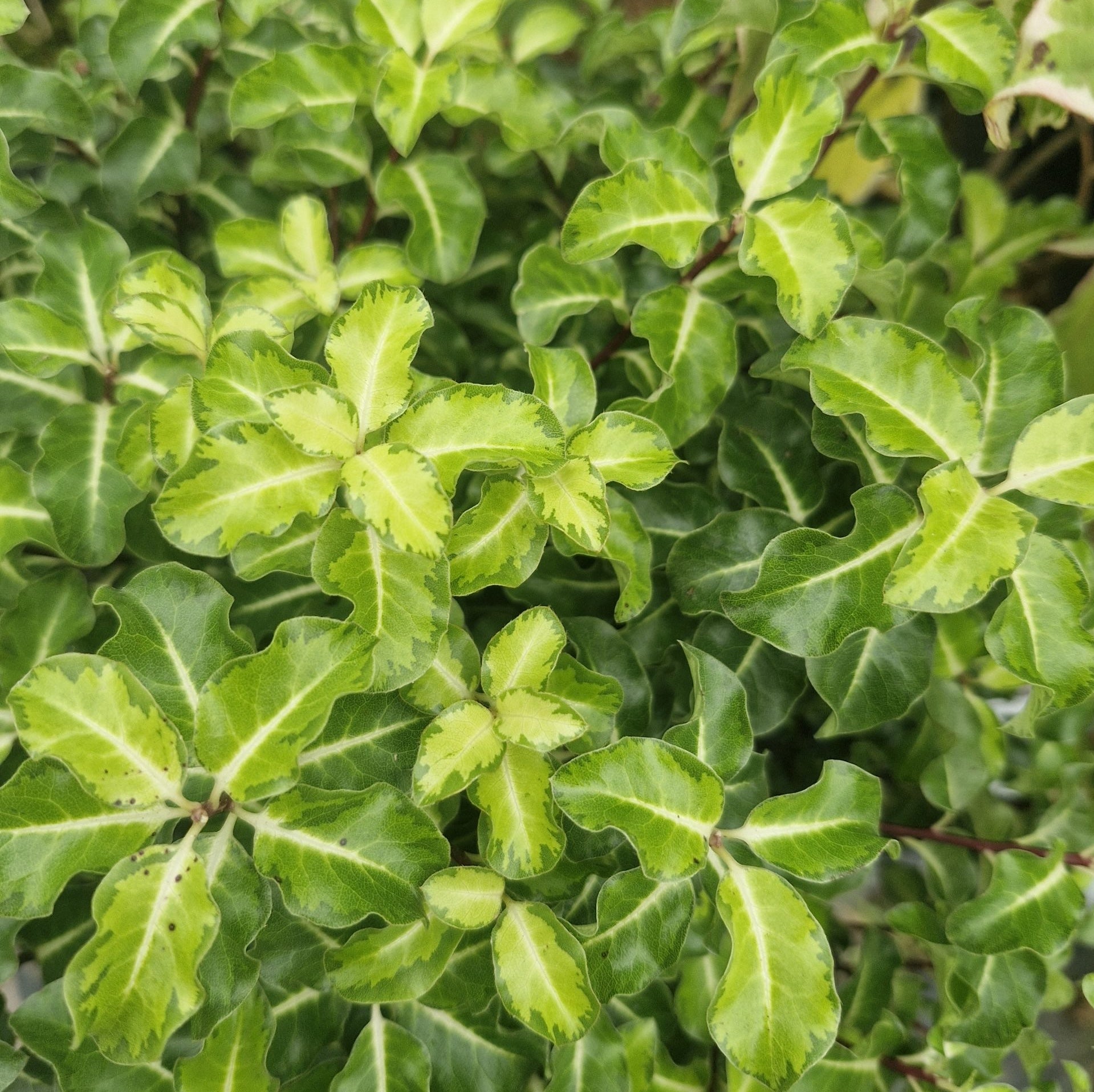 Pittosporum tenuifolium 'Gold Star' - arbust vesnic verde cu frunzis auriu-variegat