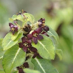 Pittosporum tenuifolium „Gold Star“ – immergrüner Strauch mit goldfarben panaschiertem Laub