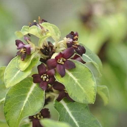 Pittosporum tenuifolium „Gold Star“ – immergrüner Strauch mit goldfarben panaschiertem Laub