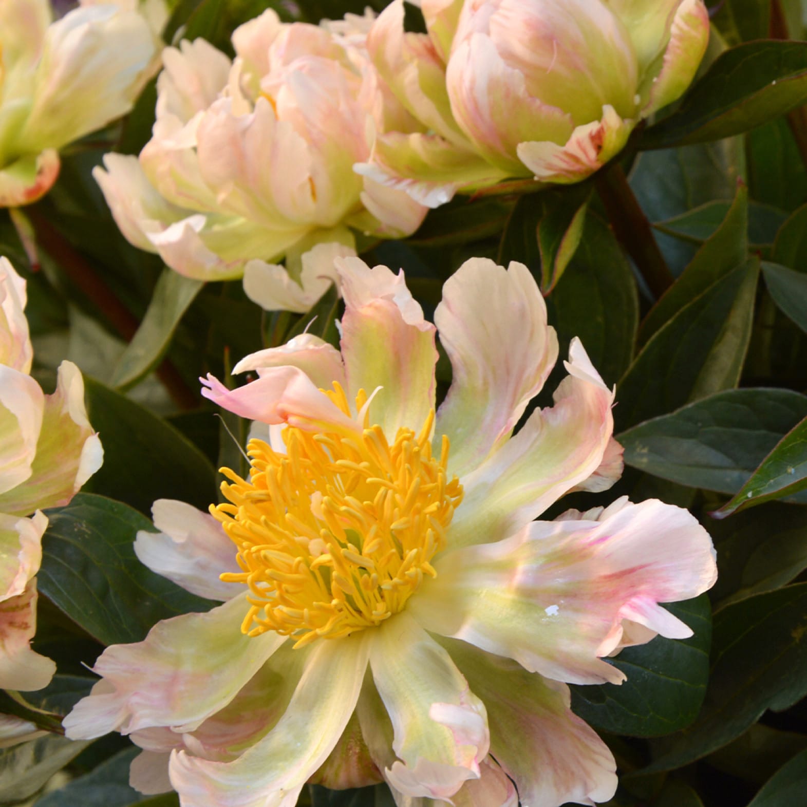 Bujori de gradina spectaculosi - Paeonia lactiflora 'Green Lotus'