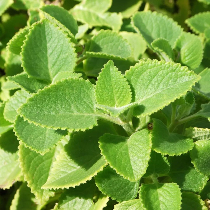 Plectranthus amboinicus (Cuban Oregano)