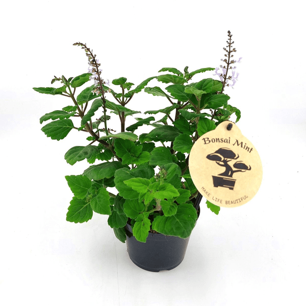 Plectranthus ernstii (Mint Plant)