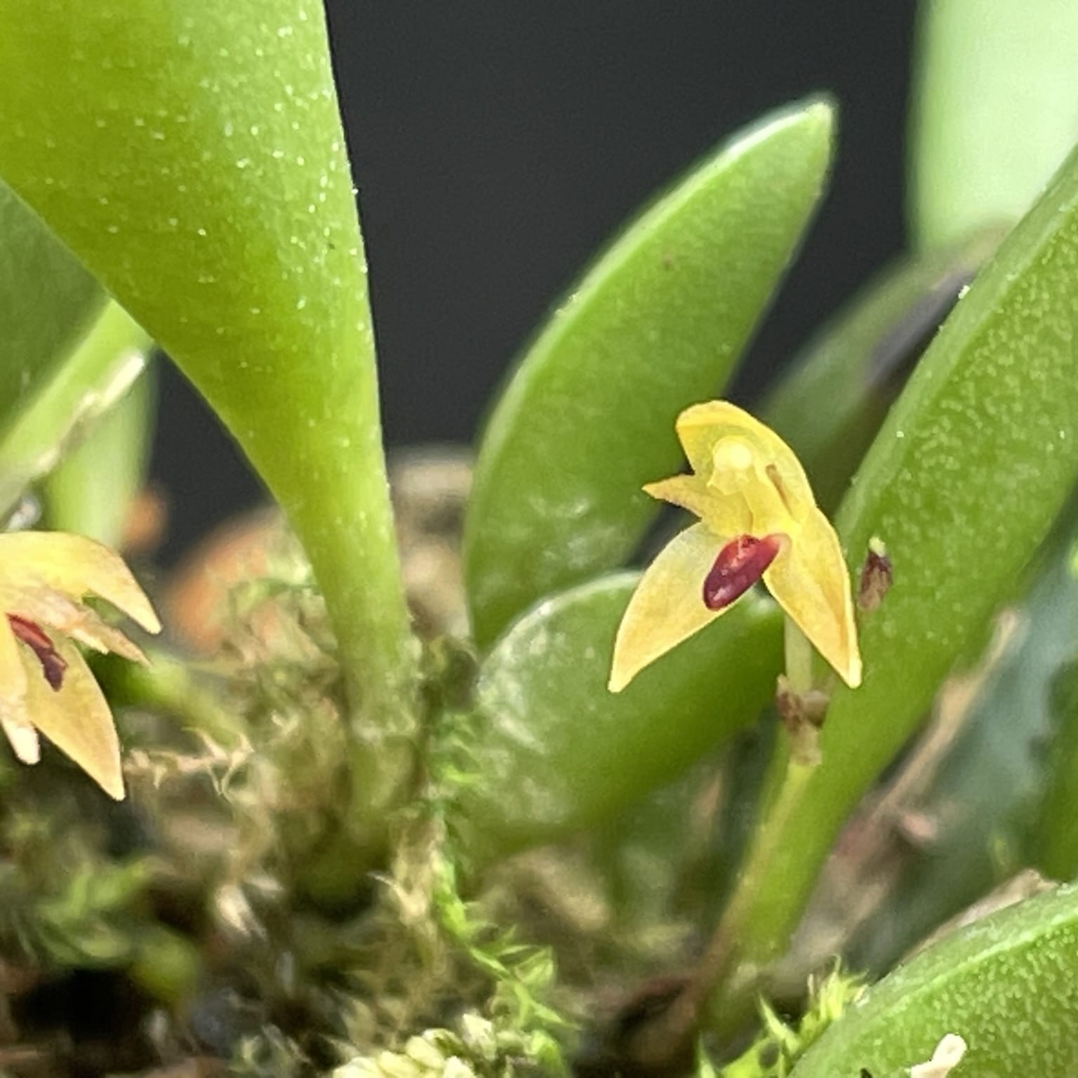 Panmorphia minutalis