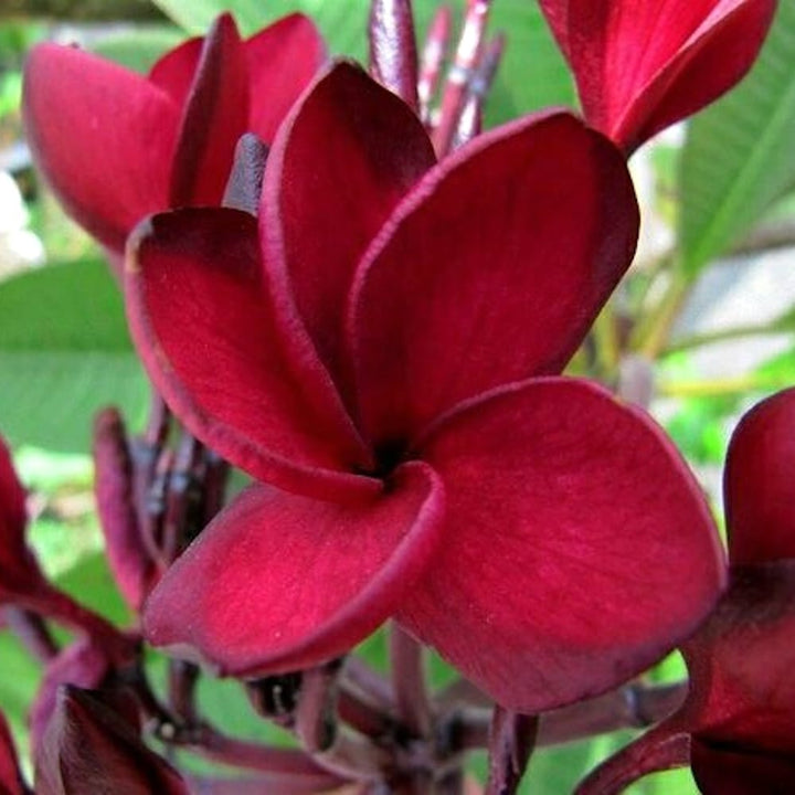 Plumeria rubra 'Bordeaux'