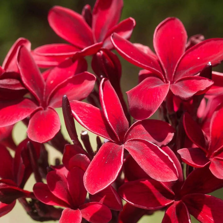 Plumeria rubra 'Bordeaux'