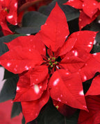 Euphorbia pulcherrima Skystar