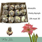 Hippeastrum ‘Pretty Nymph’ – flori duble roz cu dungi albe