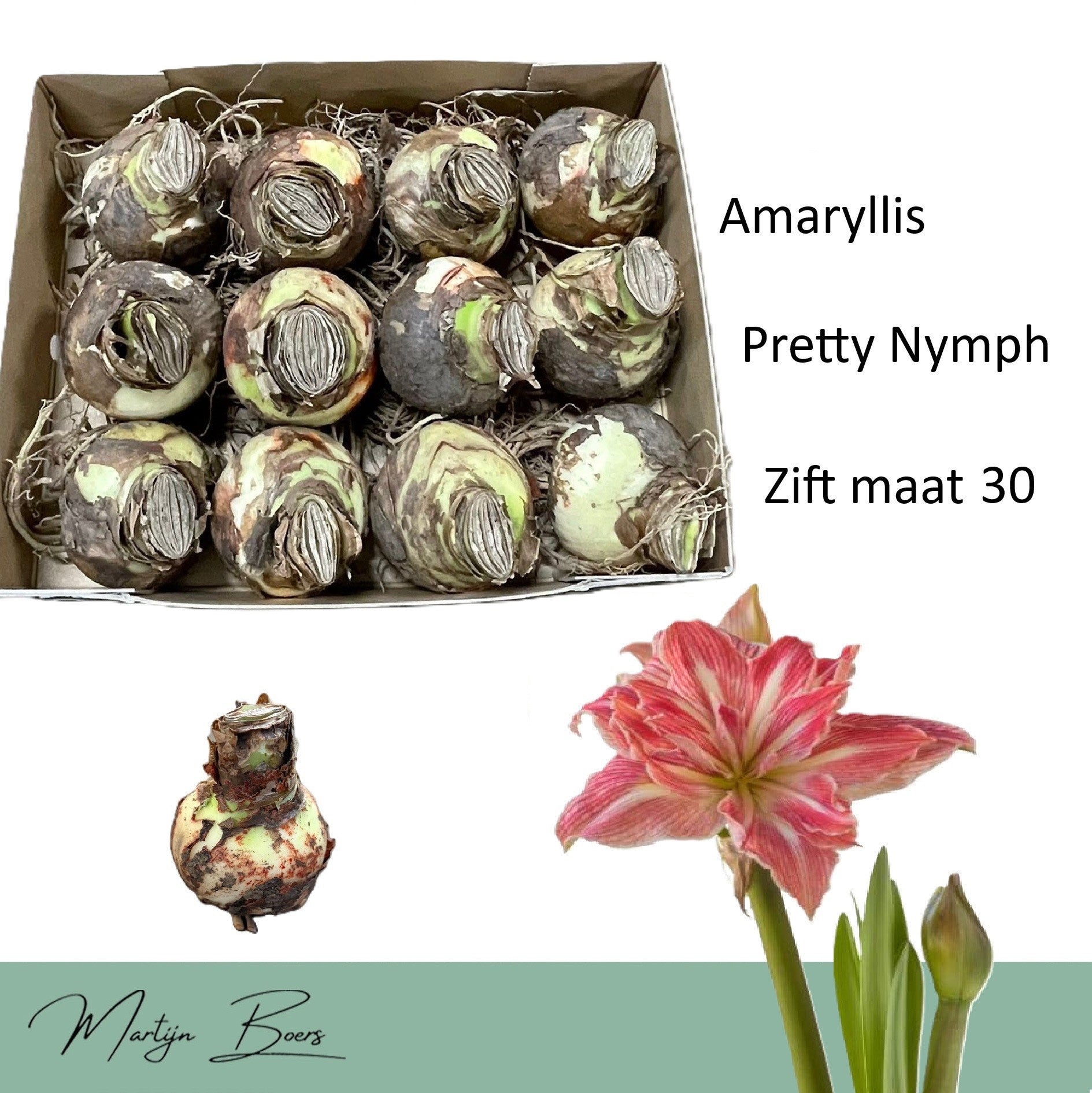 Hippeastrum ‘Pretty Nymph’ – flori duble roz cu dungi albe