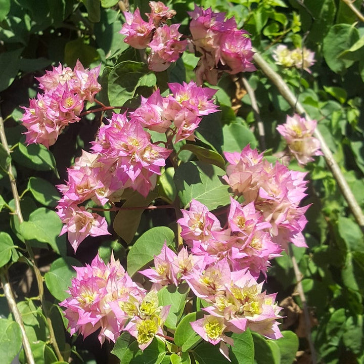 Bougainvillea cu flori duble - Bougainvillea dobrada 'Light Pink'