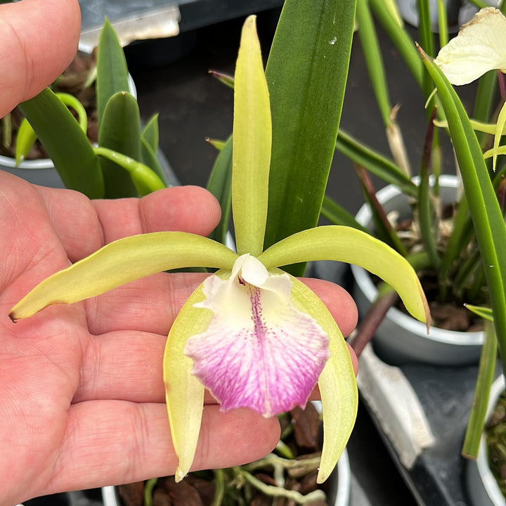 Procatavola Wufong Jade (Cattleychea Siam Jade × Brassavola nodosa) 