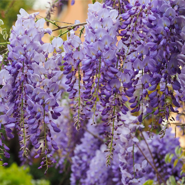 Wisteria sinensis 'Prolific'