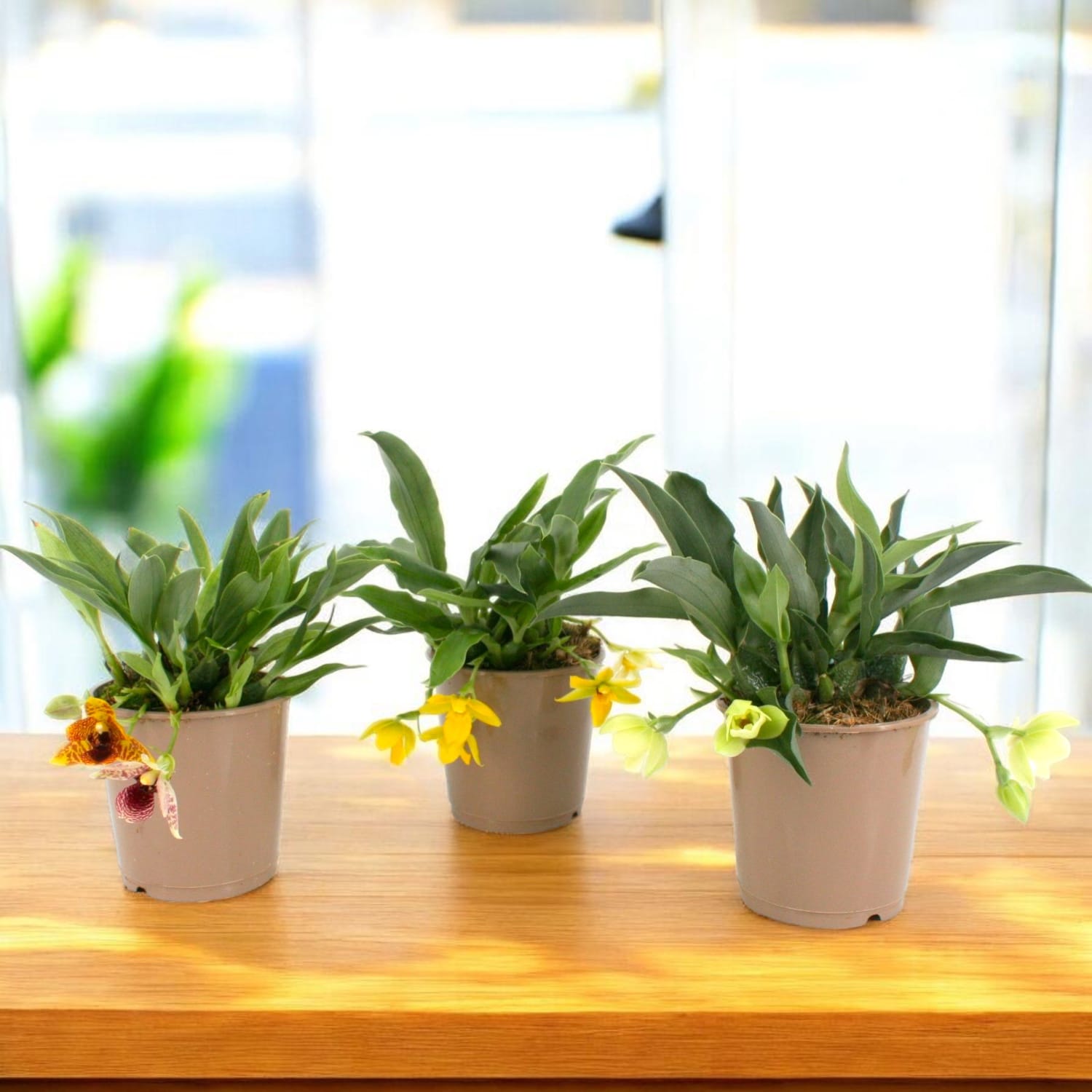 Promenaea mix - flori parfumate