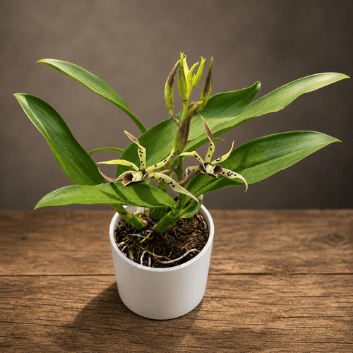 Prosthechea Elfin (Encyclia Elfin) - voňavé kvety