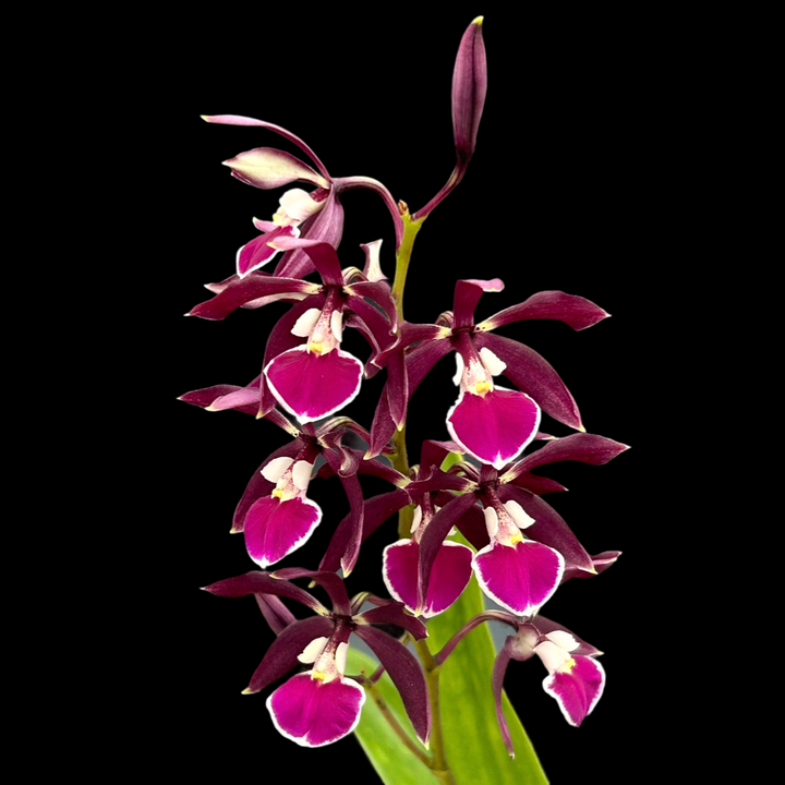 Prosyclia Abigail Anderson (Encyclia cordigera × Prosthechea prismatocarpa)