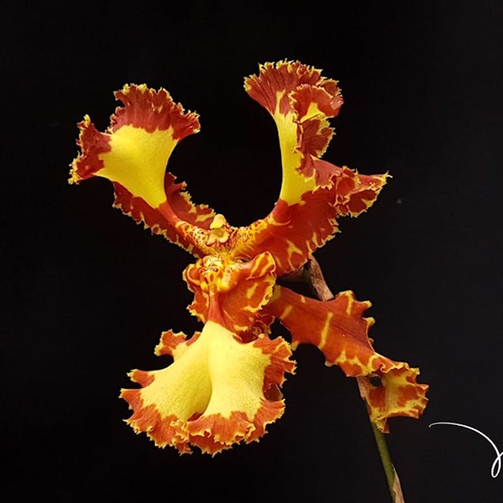 Psychopsis Papilio Mariposa 'Three Lip' (peloric)