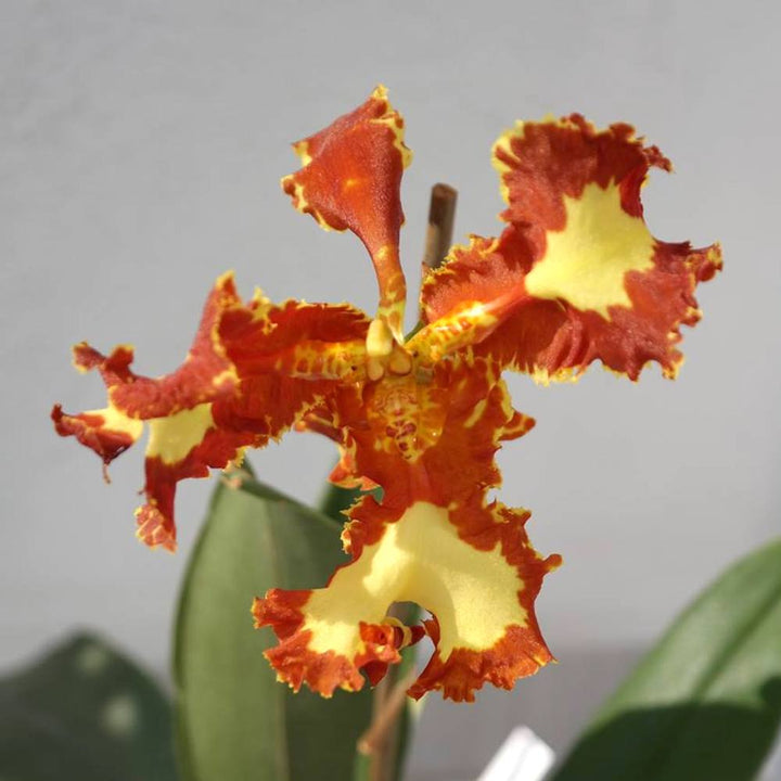 Psychopsis Papilio Mariposa 'Three Lip' (peloric)