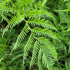 Pteris straminea