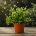 Pteris cretica ‘Wimsetii’